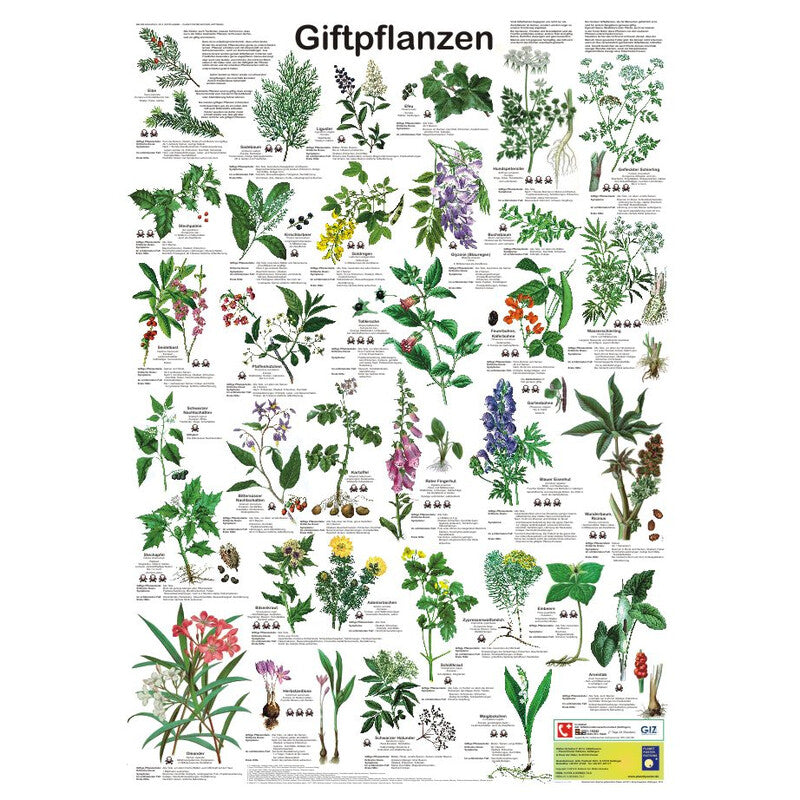 Poster plantes toxiques – 33 espèces d’Europe centrale, 59 x 84 cm