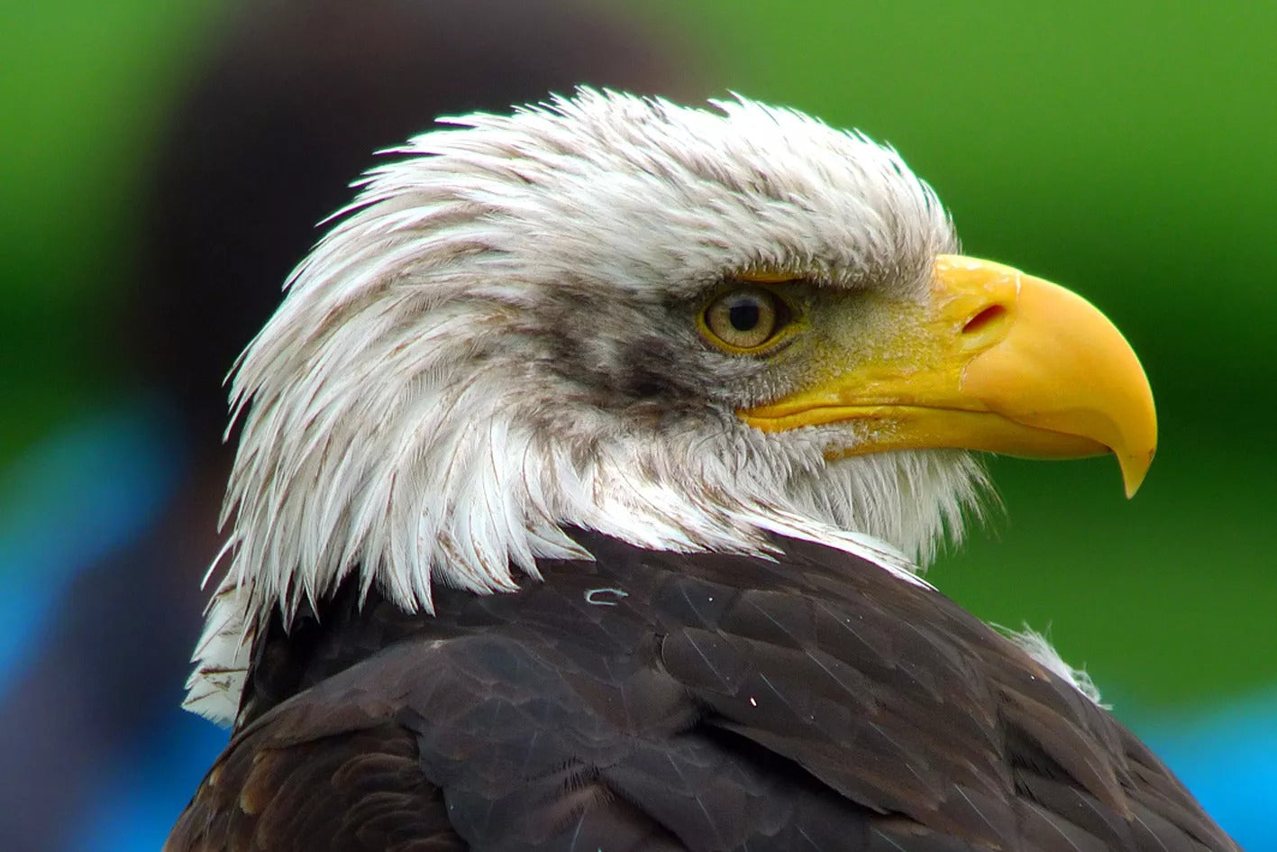 Télescope binoculaire BT-ED70S-A pour l'astronomie