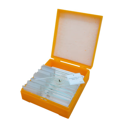 Kit de lames préparées et vierges pour microscope – Levenhuk
