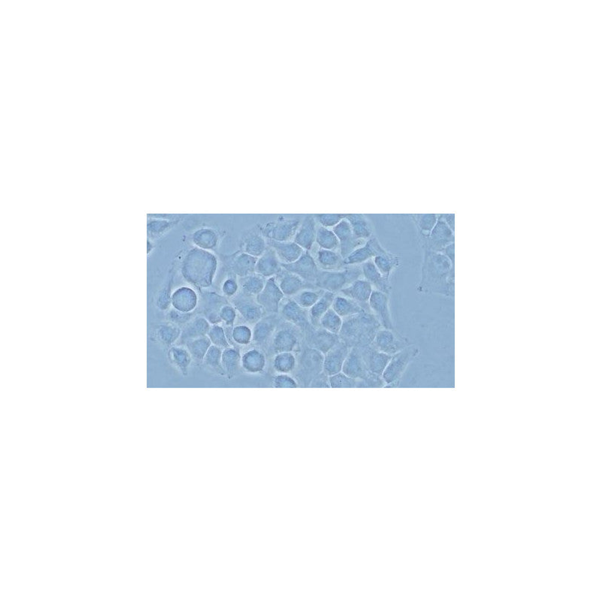 Microscope trinoculaire CX43 Standard LED sans objectifs - Evident Olympus