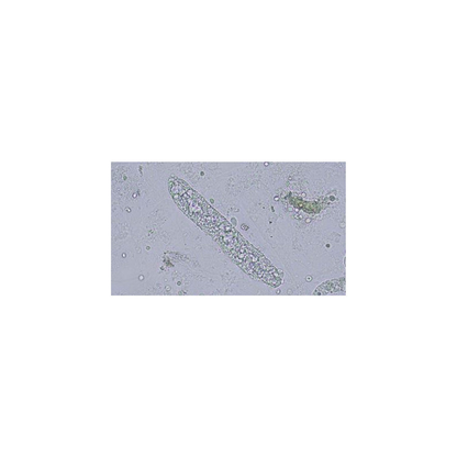Microscope à fluorescence trinoculaire CX43 LED sans objectifs - Evident Olympus