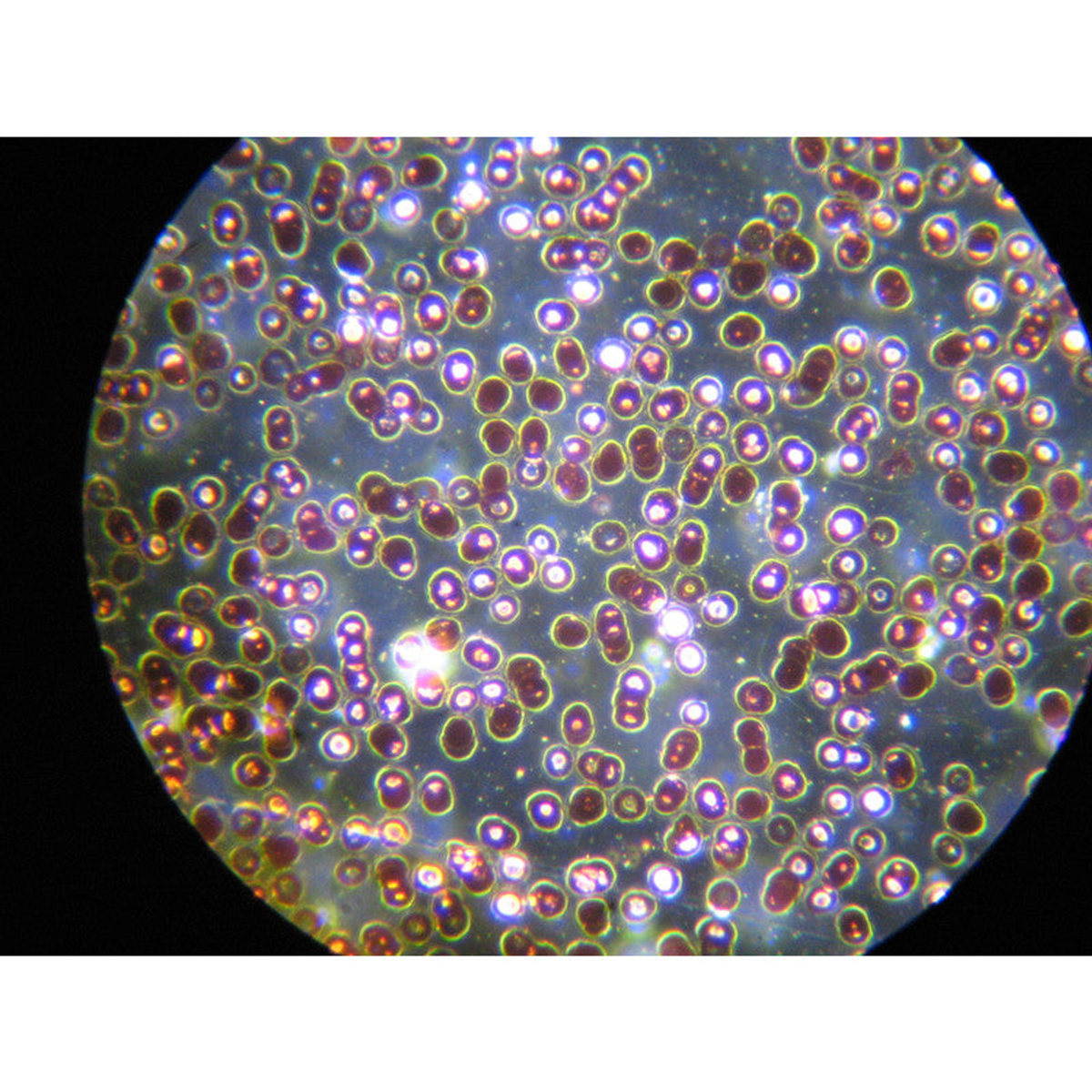 Microscope trinoculaire B-383DK 40x à 1000x LED avec fond clair et fond noir - Optika