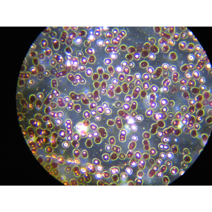 Microscope trinoculaire B-383DK 40x à 1000x LED avec fond clair et fond noir - Optika