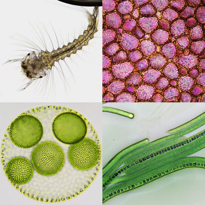 Microscope trinoculaire pour la biologie Science Infinity - BRESSER
