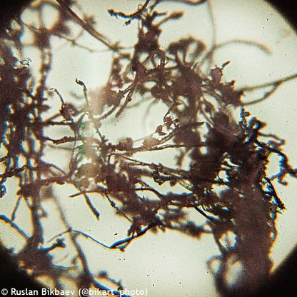 Microscope numérique 2 Mpx Rainbow D50L PLUS pierre de lune Levenhuk