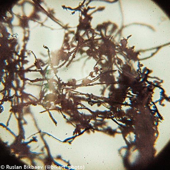 Microscope numérique Rainbow D50L PLUS 2M Moonstone Levenhuk